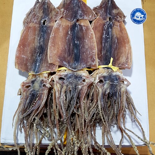특급 국산 배오징어 1축(20마리) 1.7kg내외